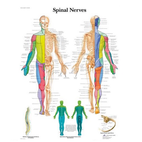 SPINAL NERVES